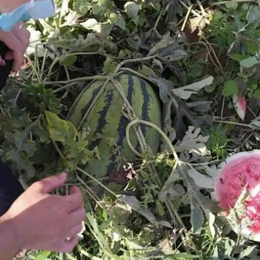 西瓜8斤打底8成熟1茬