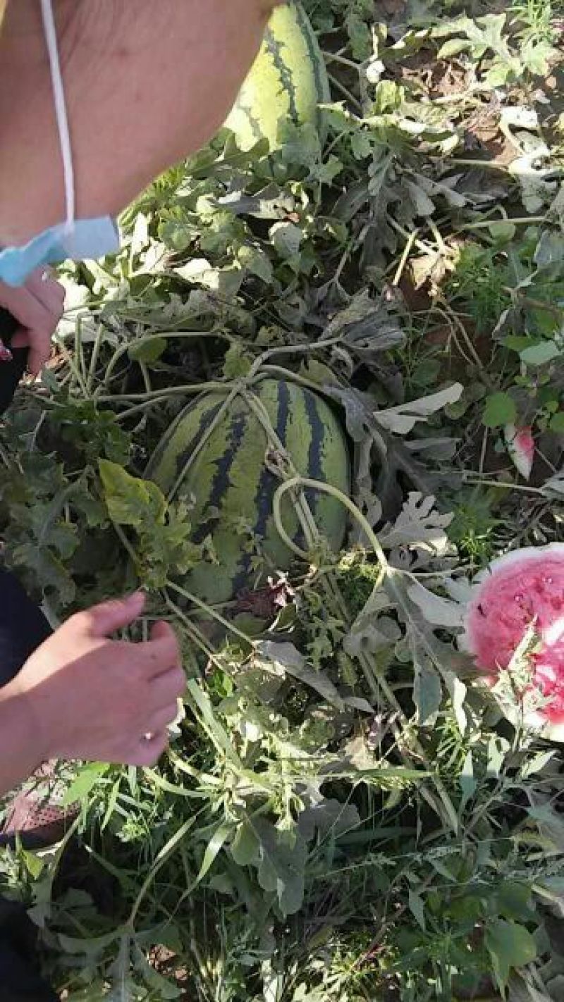 西瓜8斤打底8成熟1茬