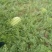 西瓜8斤打底8成熟1茬