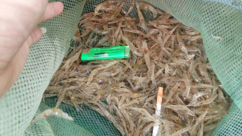 河虾冰鲜虾26~30只/kg