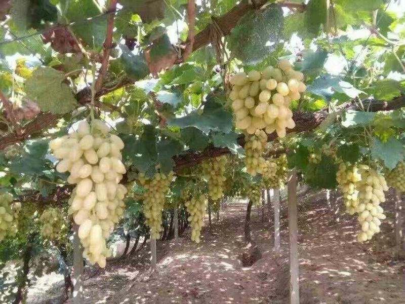 无核葡萄苗1年30~50cm