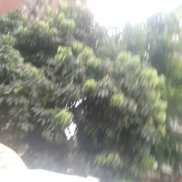 竹卷心