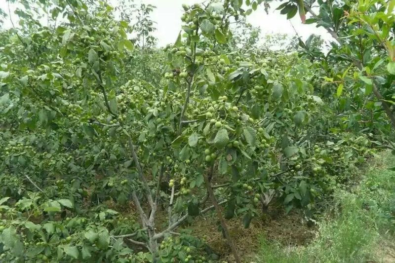 薄皮核桃接穗50~100cm一年苗