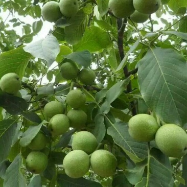 薄皮核桃接穗50~100cm一年苗