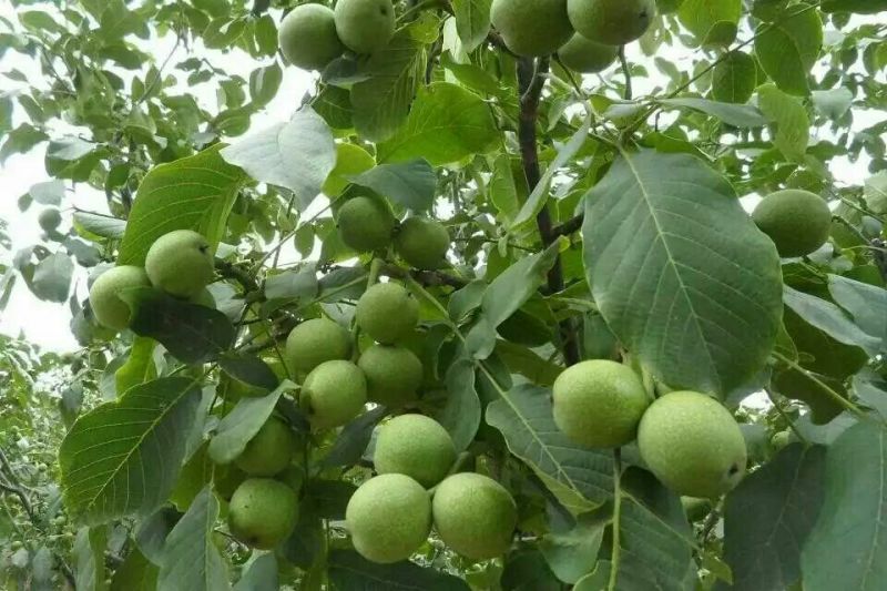 薄皮核桃接穗50~100cm一年苗