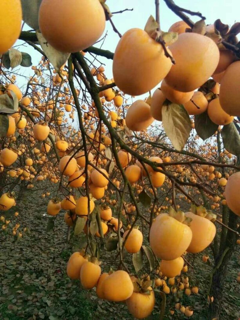 新东阳甜柿子树苗80~100cm