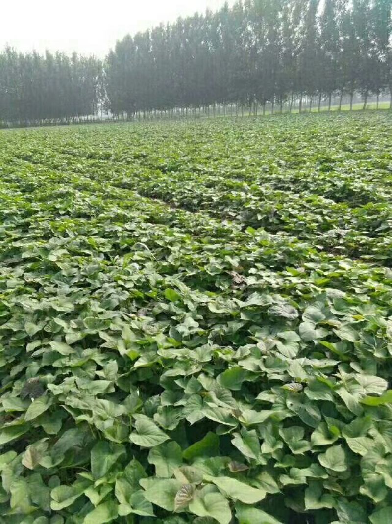 商薯193两以上商品薯白心