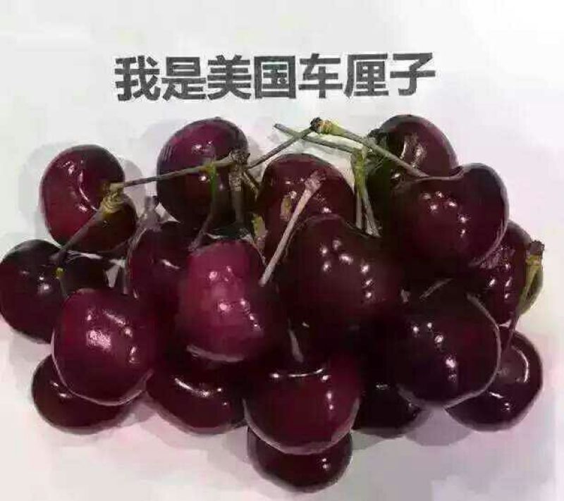 矮化樱桃苗1年80cm以上