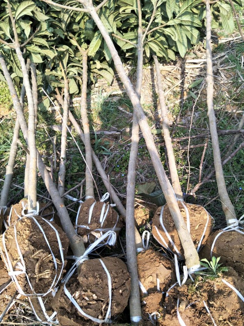大叶女贞4cm以下