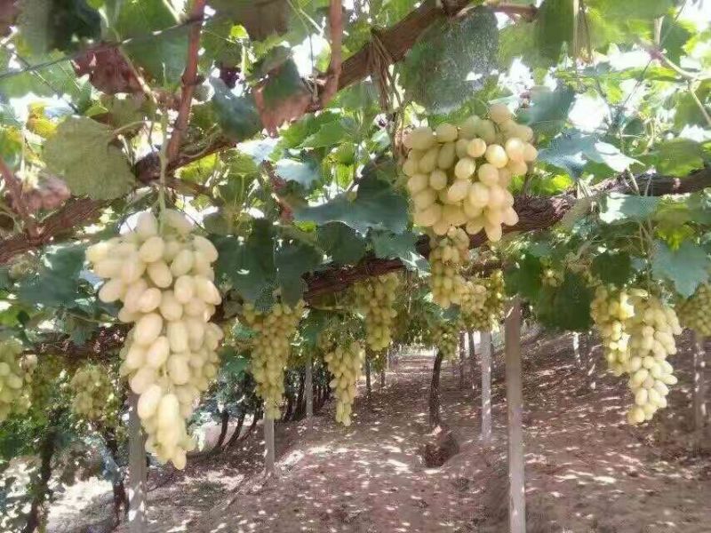 无核葡萄苗1年30~50cm