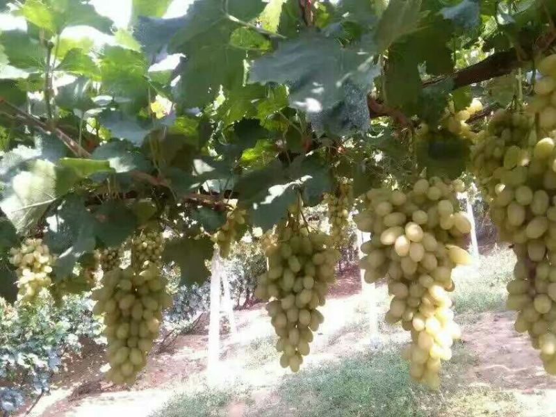 无核葡萄苗1年30~50cm