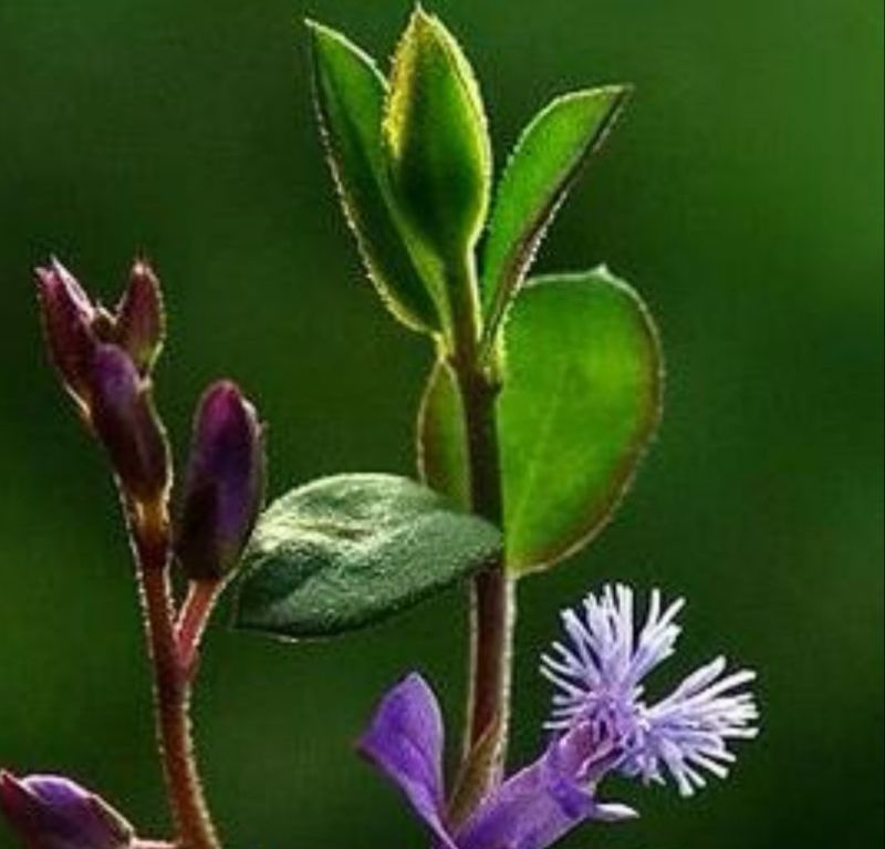 瓜子金草干品辰砂草二月花惊风草金来马回野生中药草