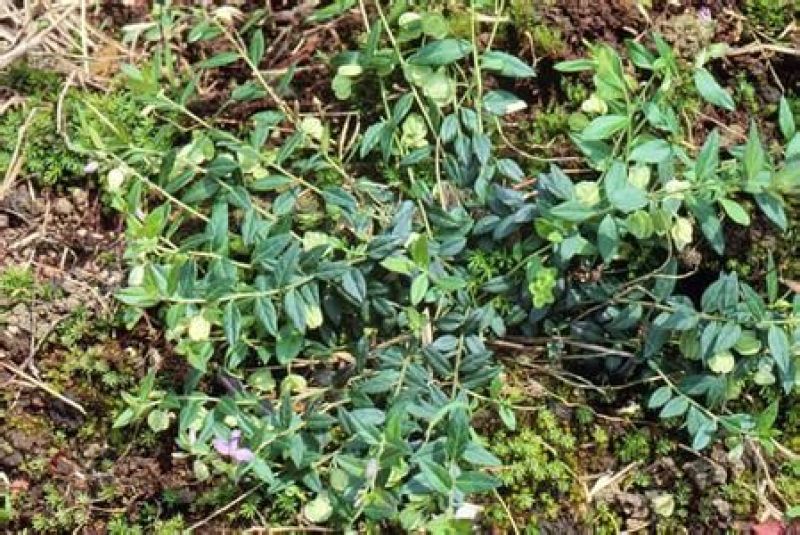 瓜子金草干品辰砂草二月花惊风草金来马回野生中药草