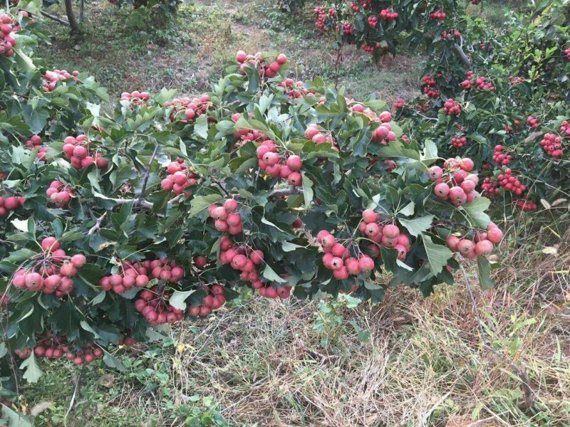 大果山楂苗80cm以上