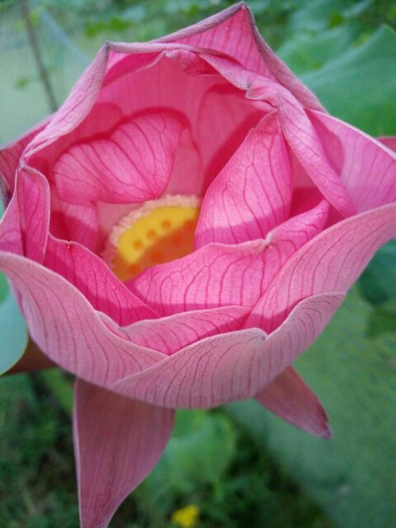 莲蓬5~8cm