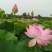 莲蓬5~8cm