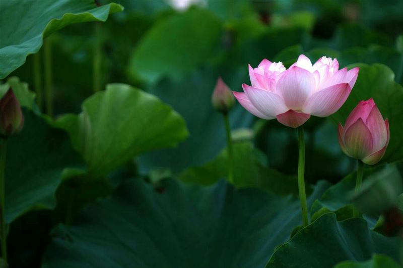 莲蓬5~8cm