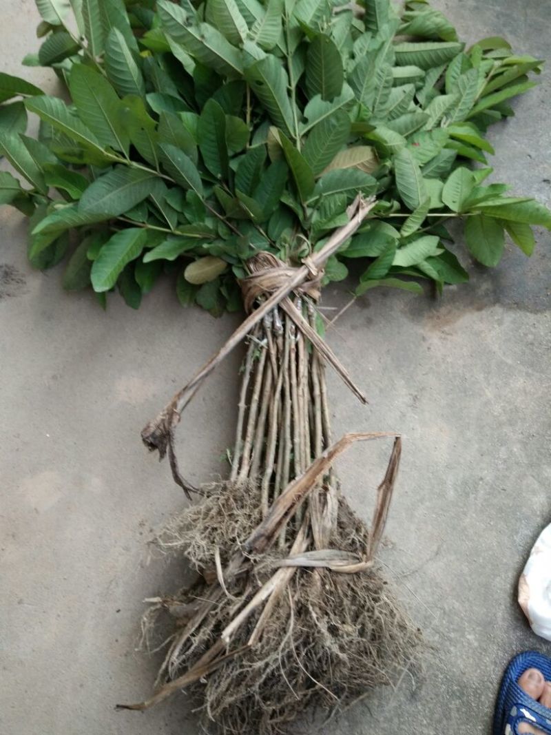 番石榴苗50~80cm