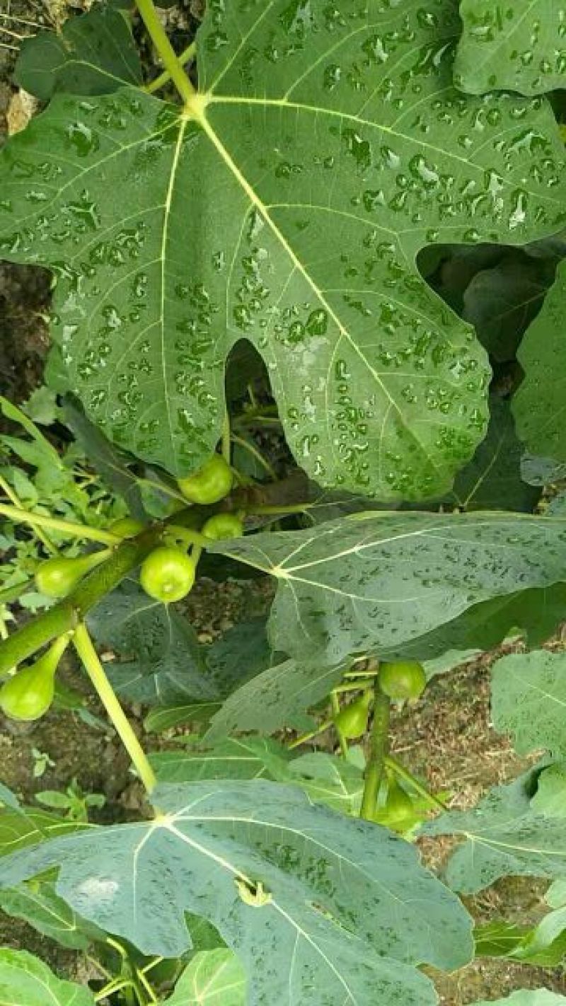 无花果苗10~20cm
