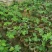 无花果苗10~20cm