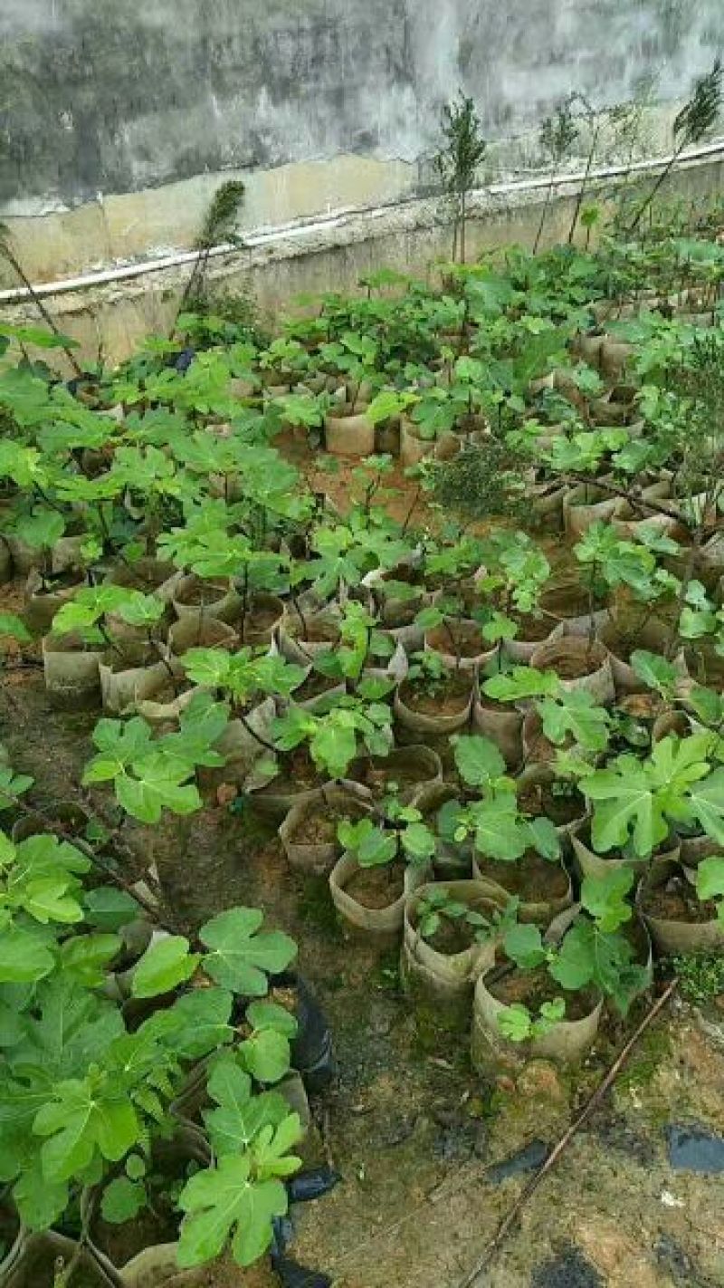 无花果苗10~20cm