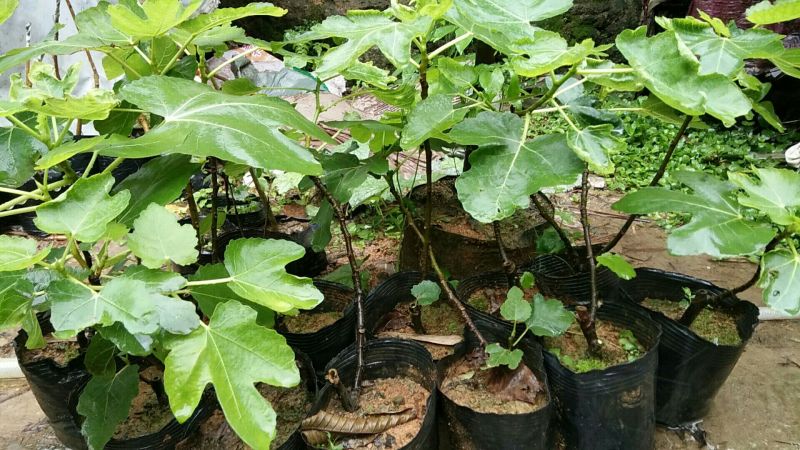 无花果苗10~20cm
