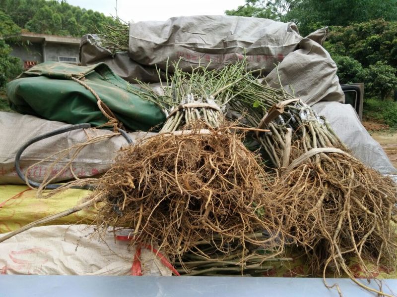 台湾四季长桑果苗大桑果苗