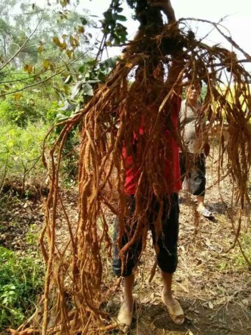 牛大力种苗药材中细叶都有