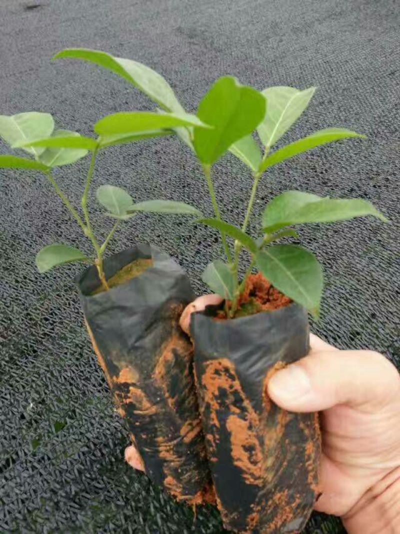 牛大力种苗药材中细叶都有