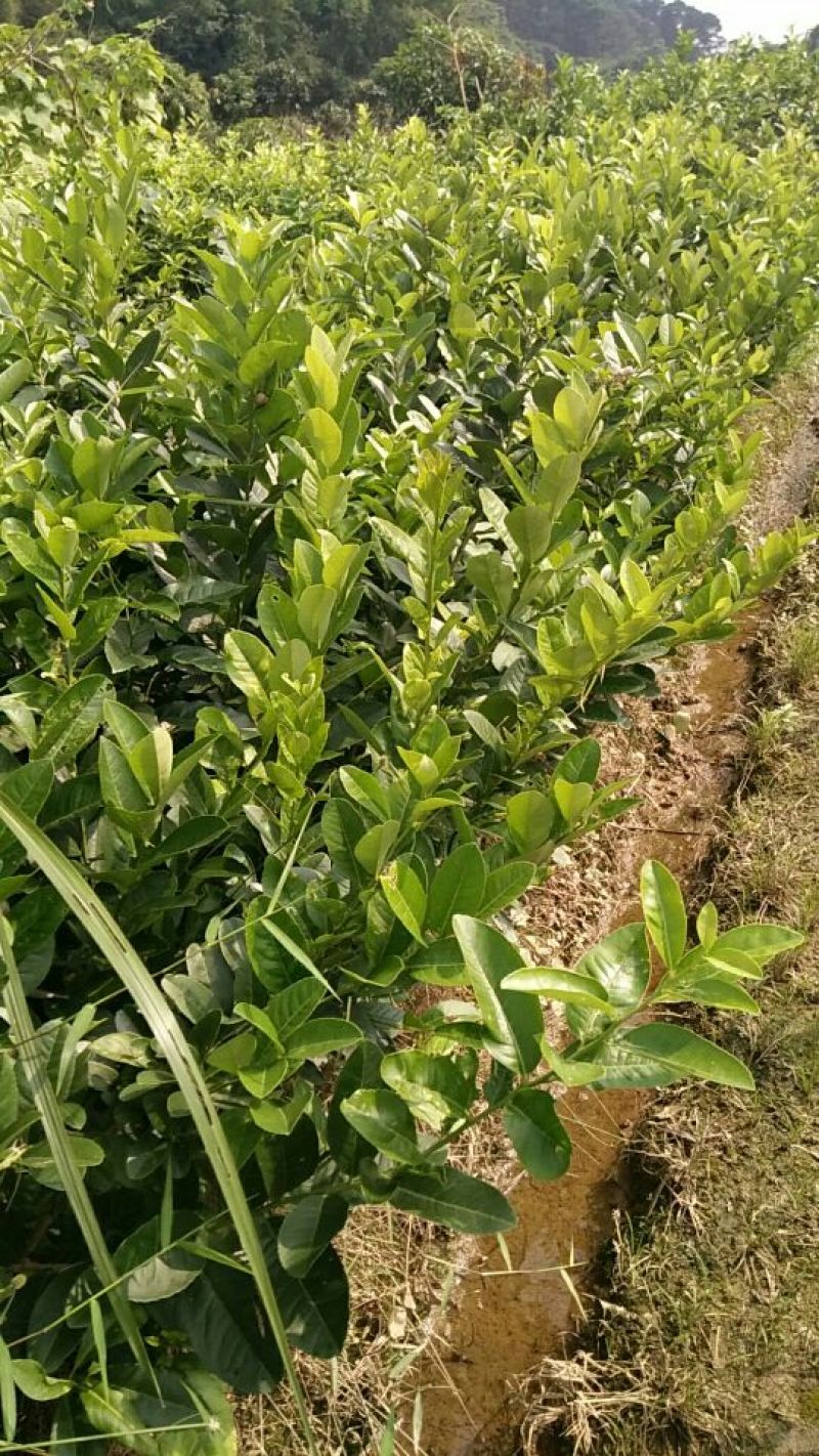 香水柠檬树苗30~50cm