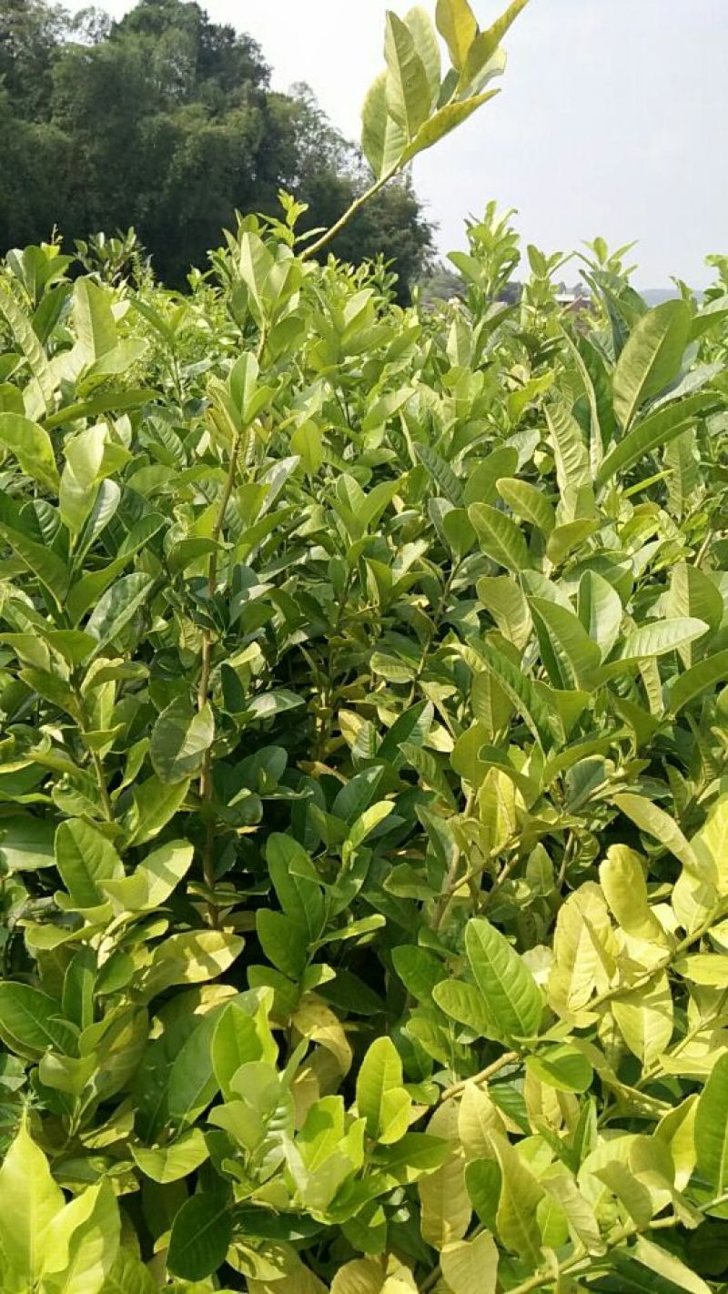 香水柠檬树苗30~50cm