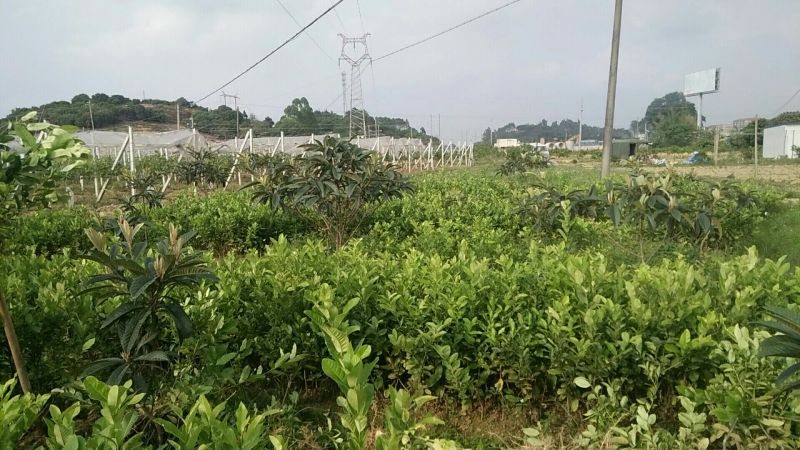 香水柠檬树苗30~50cm