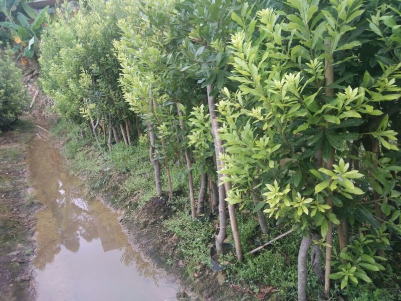 杨梅苗50~80cm