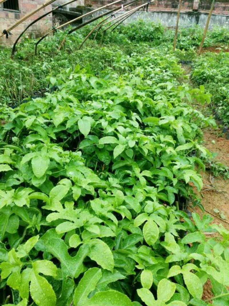 百香果苗10~20cm