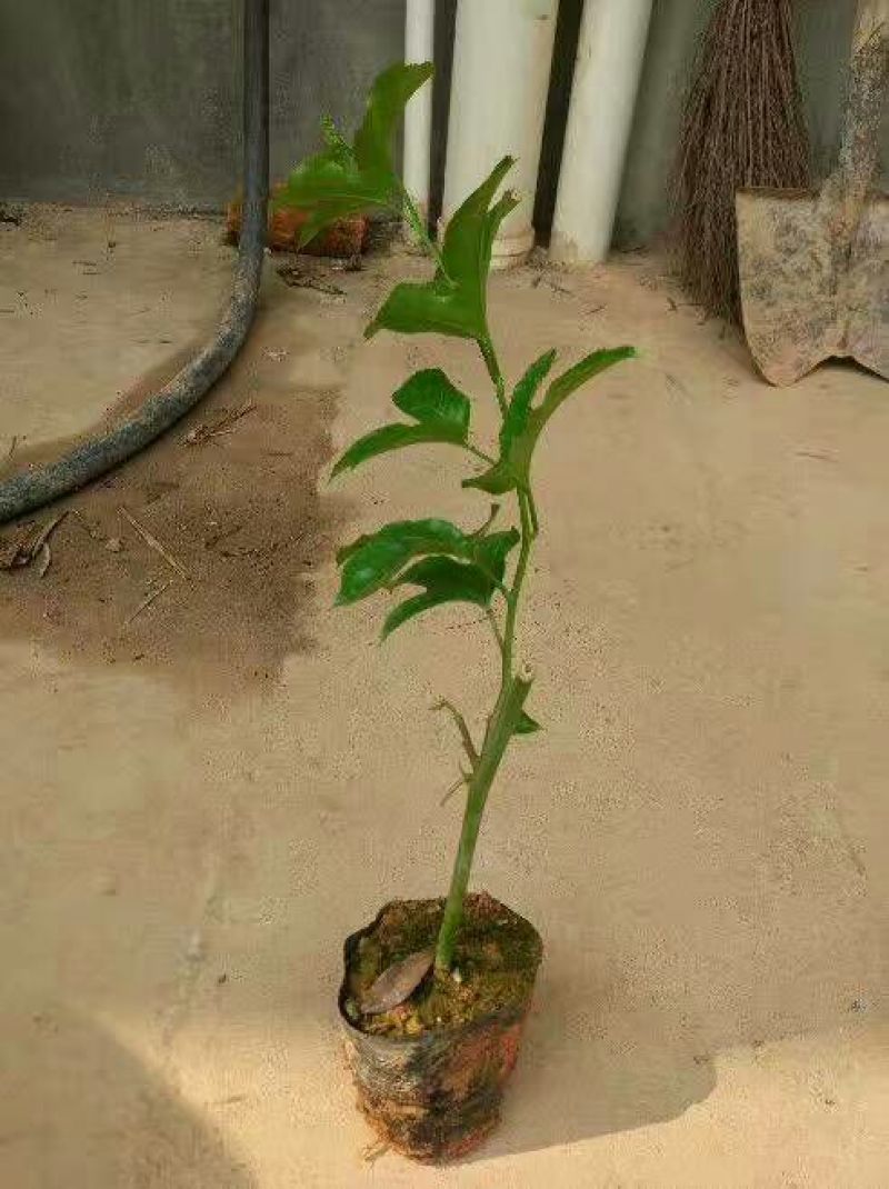 百香果苗10~20cm
