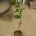 百香果苗10~20cm