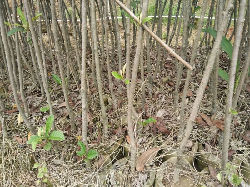 枇杷树苗51~80cm