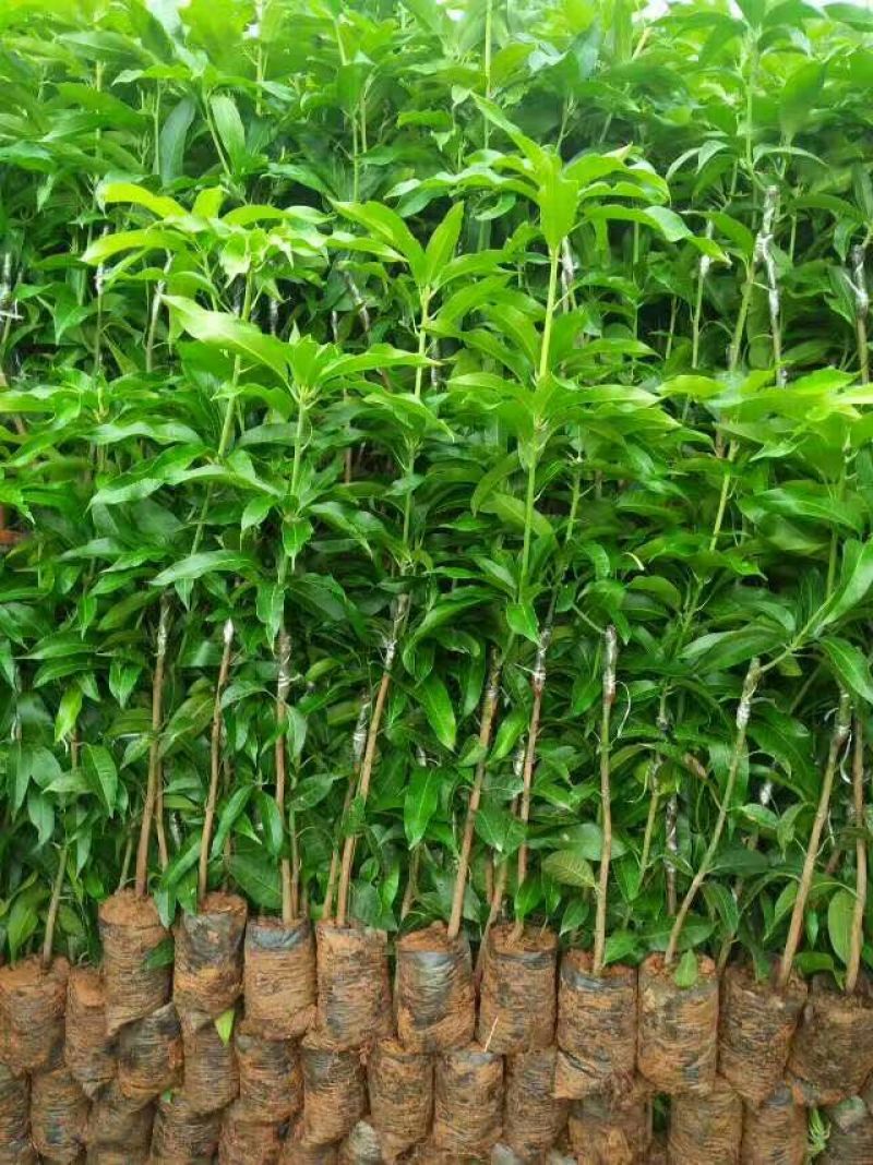 正品台农一号芒果苗嫁接苗