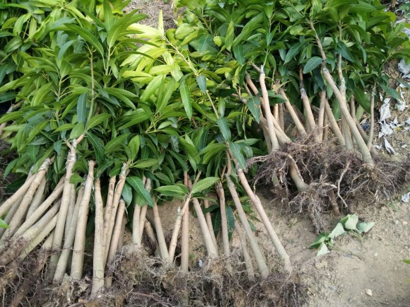 正品台农一号芒果苗嫁接苗