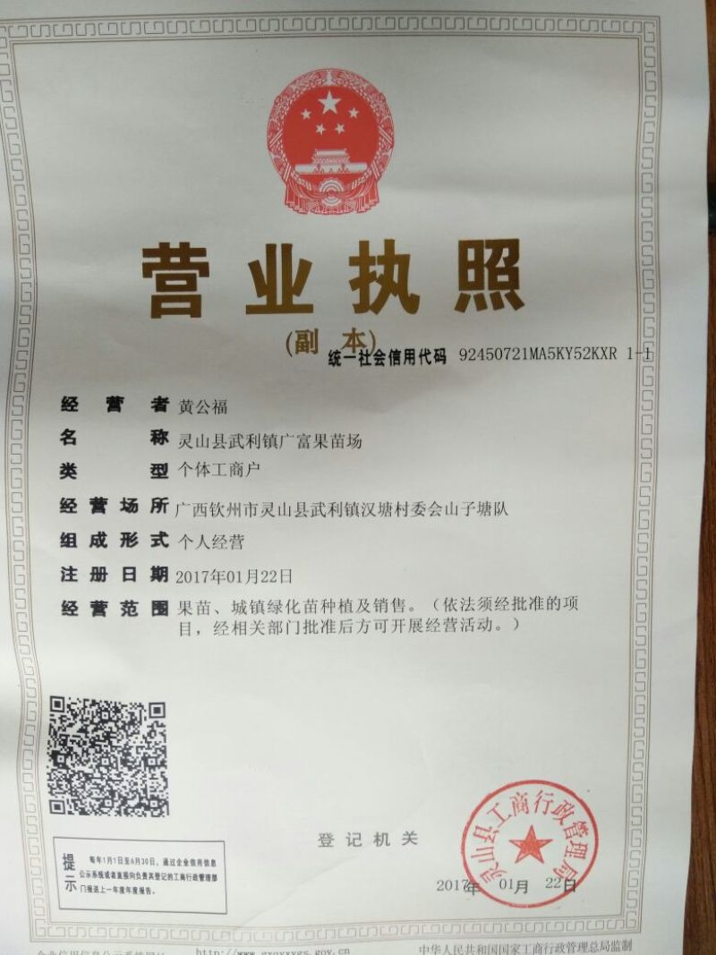 西瓜番石榴苗50~80cm