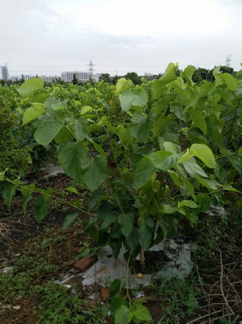 台湾四季长果桑苗果子可以用泡酒