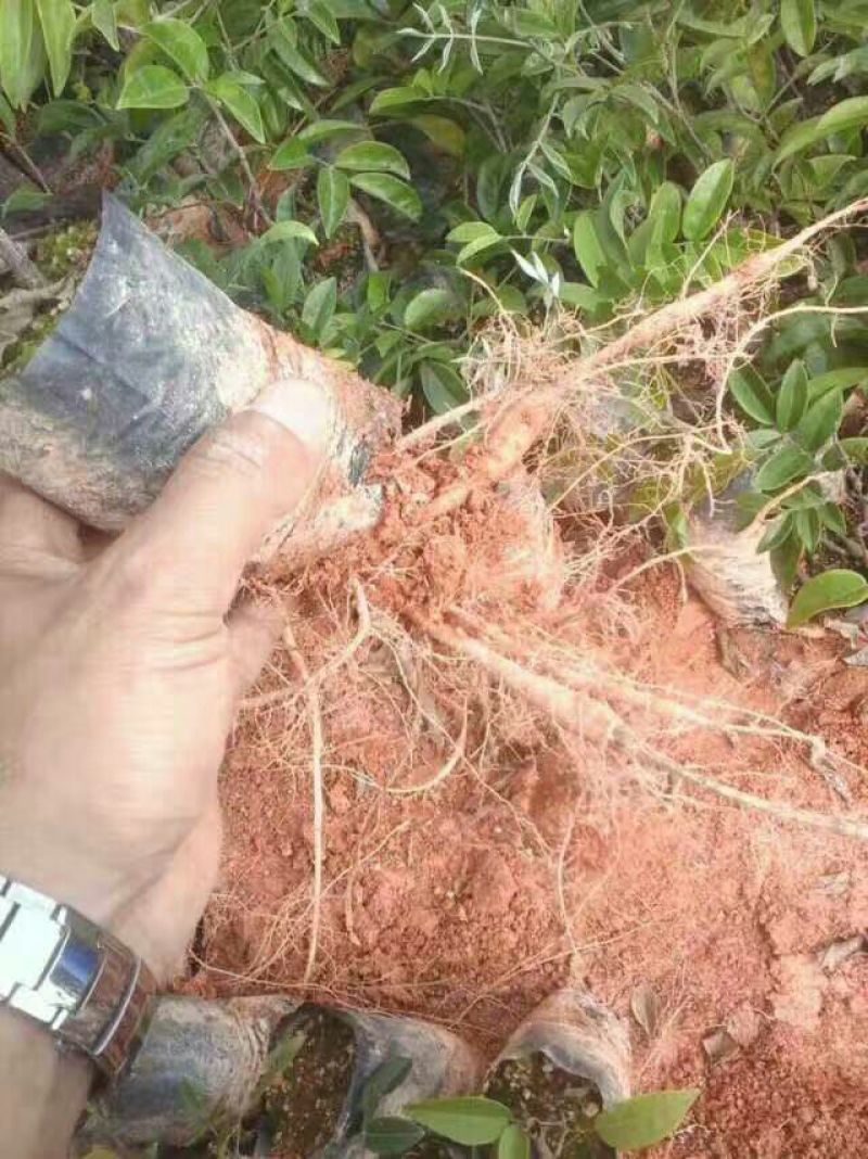 牛大力种苗15cm以下