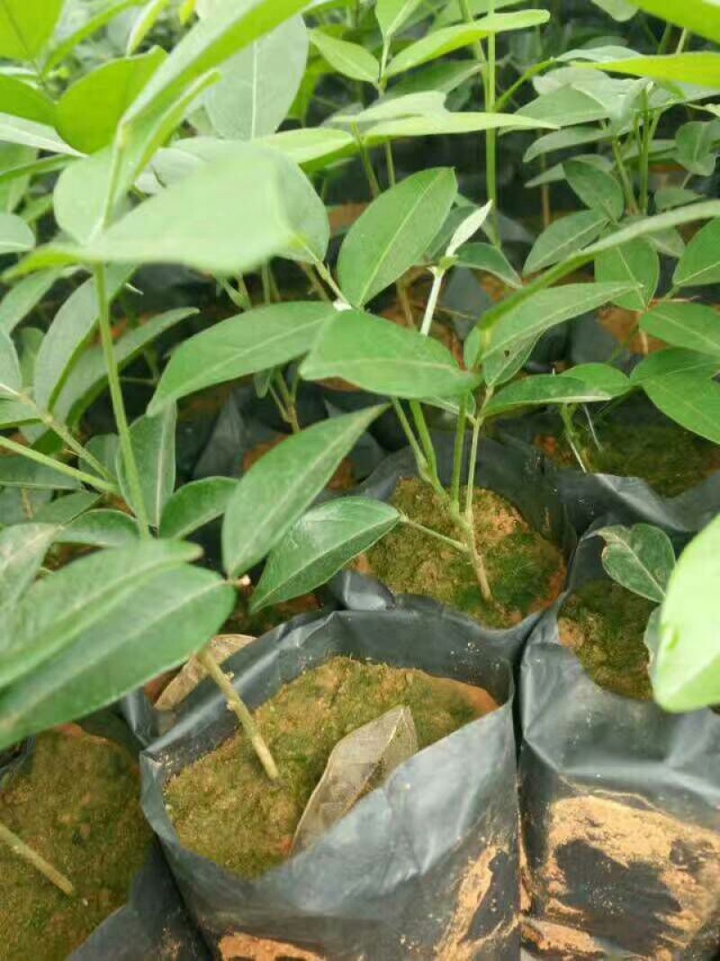 牛大力种苗15cm以下
