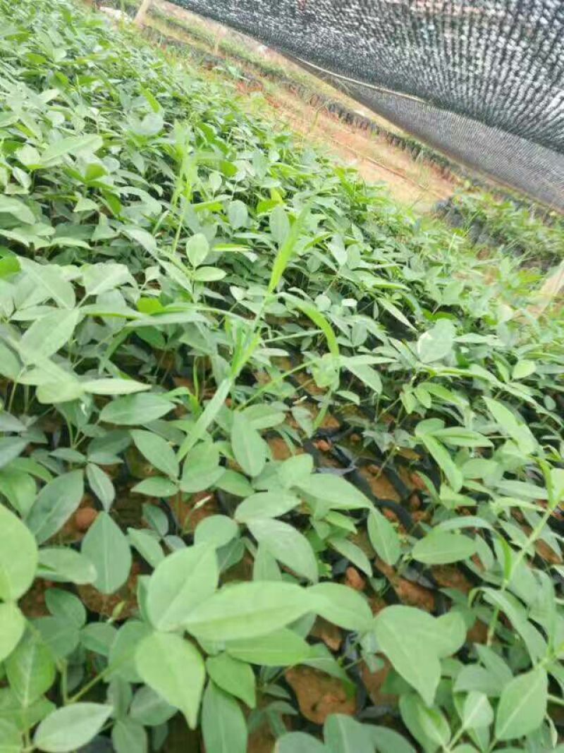 牛大力种苗15cm以下