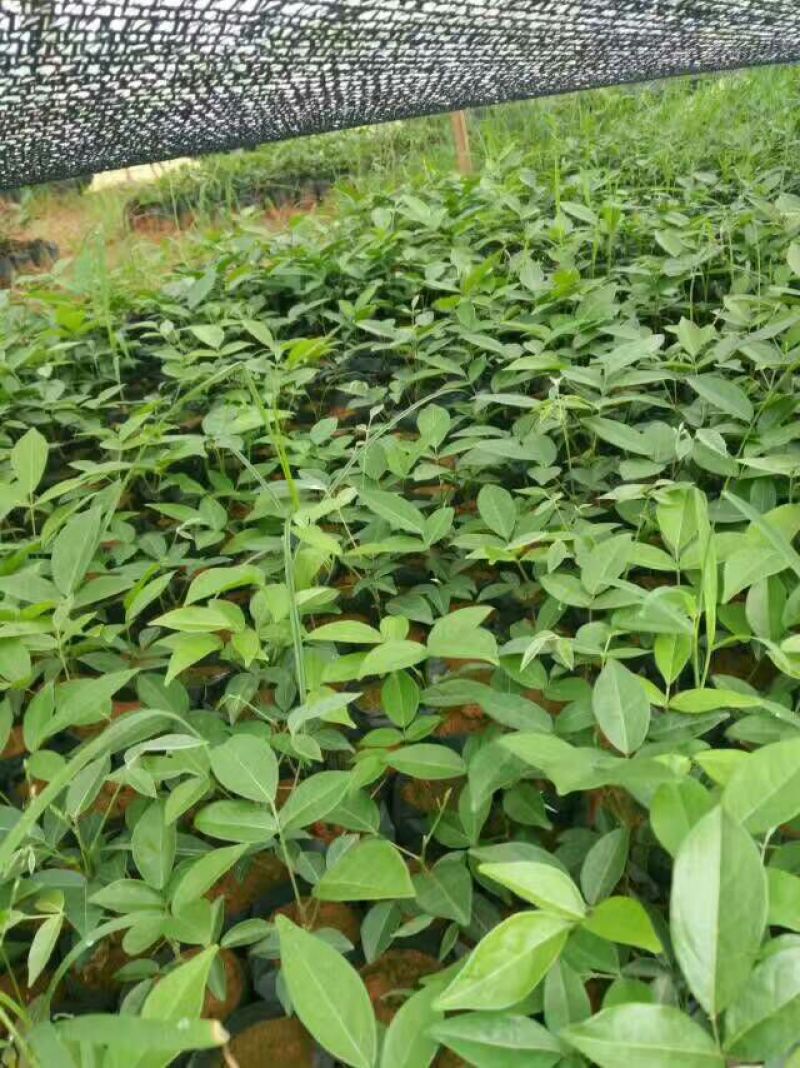 牛大力种苗15cm以下