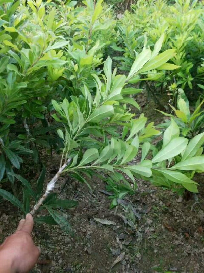 杨梅树苗1~2100~150cm