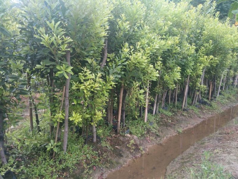 杨梅树苗1~2100~150cm