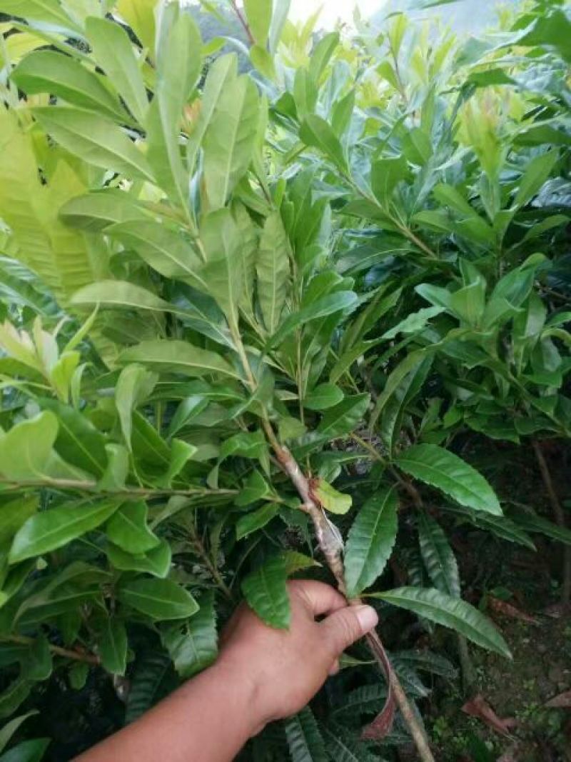 杨梅树苗1~2100~150cm