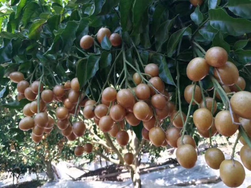 无核黄皮果苗30~50cmcm黑黄皮树苗