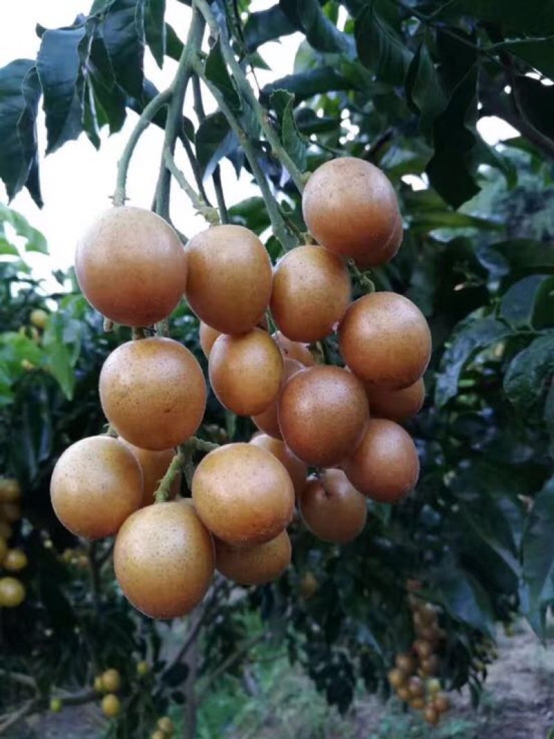 无核黄皮果苗30~50cmcm黑黄皮树苗
